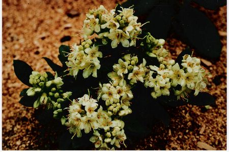 Rhodo Hanceanum Nanum